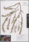 Foto von Salix eleagnos Scop.